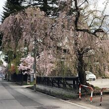 《田町武家屋敷通り》付近の枝垂れ桜