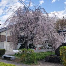 《田町武家屋敷通り》付近の枝垂れ桜