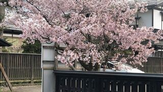 角館には二つの武家屋敷通りがあります。田町武家屋敷通りは、知る人ぞ知るサクラの名所です。