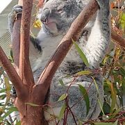 大変人気のある動物園