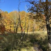 巨大なブナの原生林の紅葉は圧巻