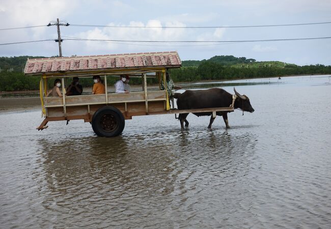 由布島水牛車