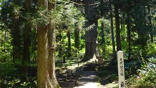 樹齢千年以上とされる巨木