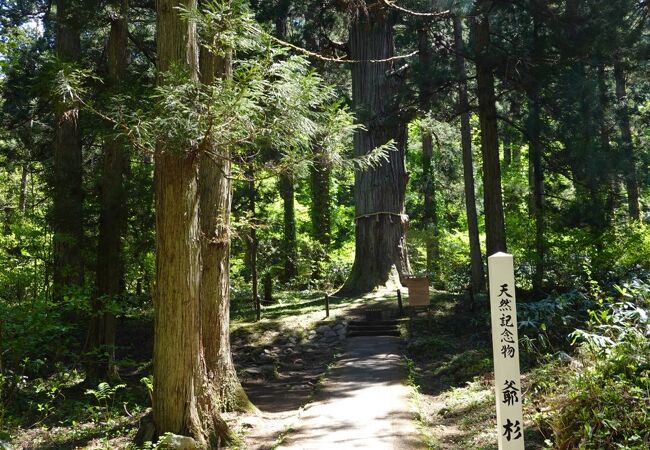 樹齢千年以上とされる巨木