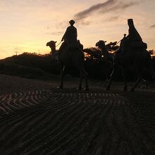 夕方が像のイメージに合いますね