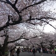 桜の名所