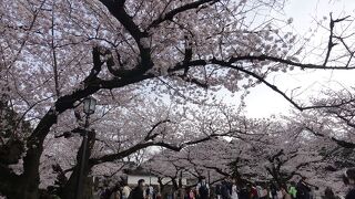 桜の名所