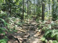 世界遺産熊野古道 馬越峠