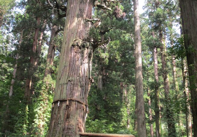 羽黒山の爺スギ