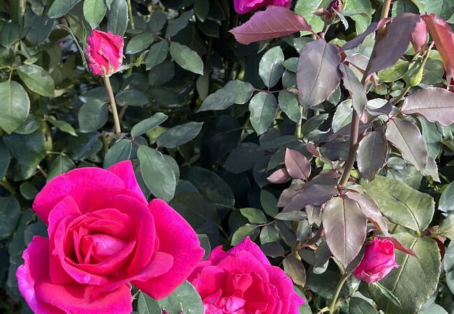 いばらきフラワーパーク