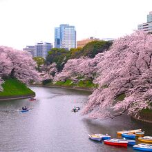 千鳥ケ淵公園