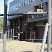 北海道有数の動物園