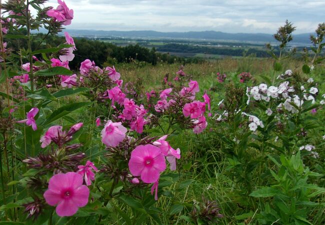 今年は残暑でも、９月半ばを過ぎると花期は終わりで残念。