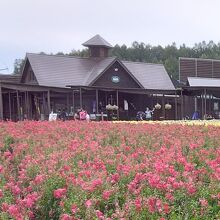花畑を囲む土産物や飲食店舗が、溶け込んだ色使いで花引き立てる