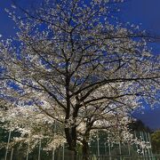 桜が綺麗な公園