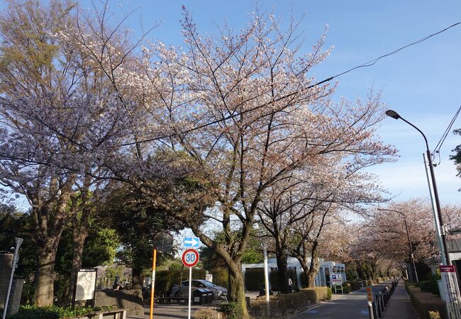 桜が綺麗な霊園