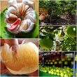 Go Chin Pomelo Nature ParkとTambun Pomelo GoChin Agro Farm両方の表記有り