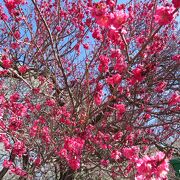 大宮第二公園梅まつり