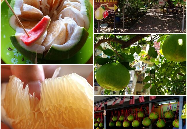 Go Chin Pomelo Nature ParkとTambun Pomelo GoChin Agro Farm両方の表記有り