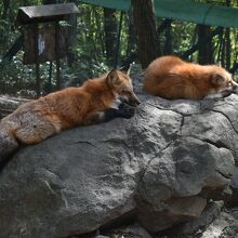 宿の近くの観光施設　きつね村