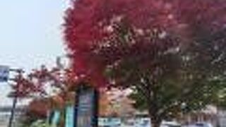 紅葉が美しい季節