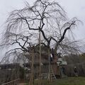 浄専寺のしだれ桜