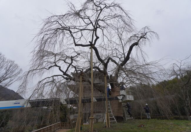 浄専寺のしだれ桜