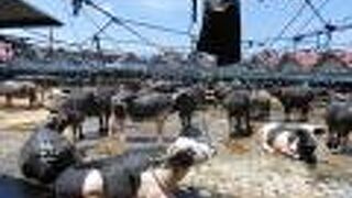 水牛マーケット