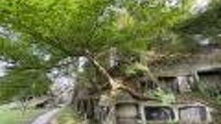 混雑しておらずのんびり風景を楽しめます