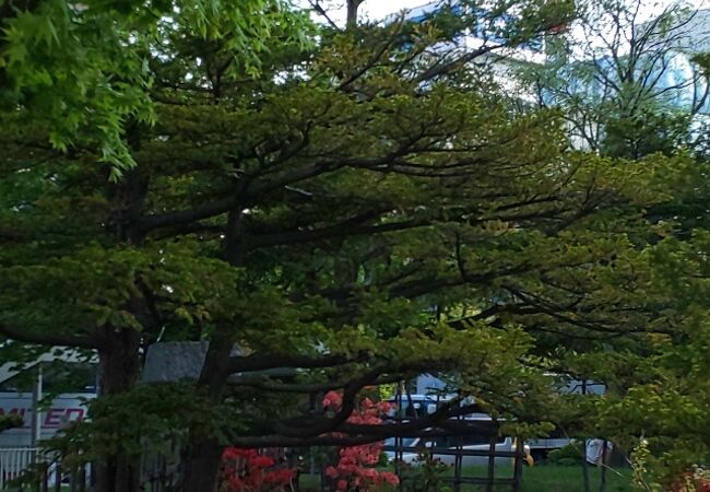 札幌市役所庭園