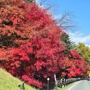 真っ赤な紅葉