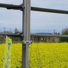 横浜町の菜の花畑