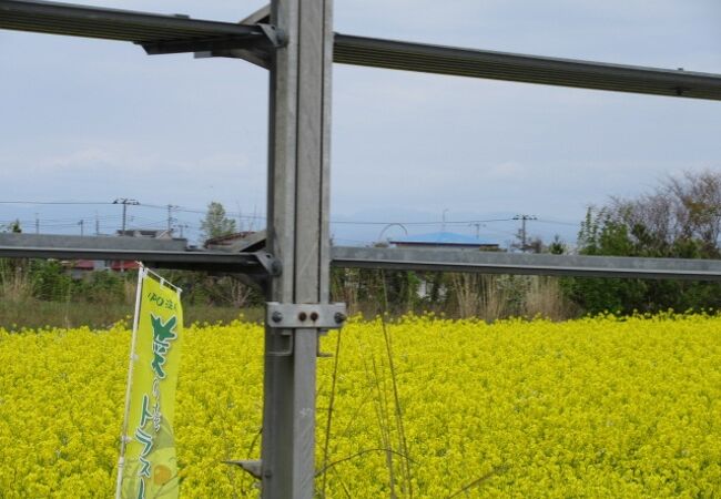 横浜町の菜の花畑