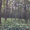 散策ガイドブックで花を見ながら歩く