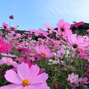 10月は満開のコスモスとひまわりの共演が見られました