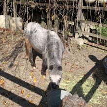 ミニホースの花子ちゃん。