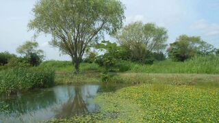 セイタカシギが見られました。