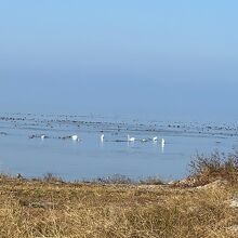 湖北野鳥センター