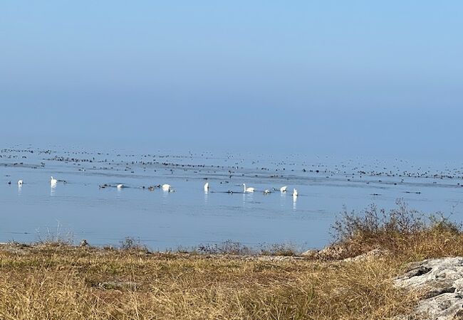 湖北野鳥センター