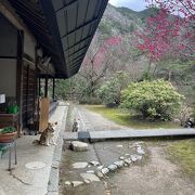 かわいい看板犬がいる温泉