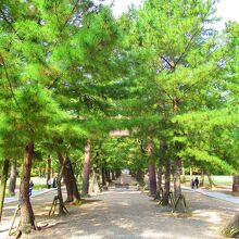 松の参道の鳥居（三の鳥居）