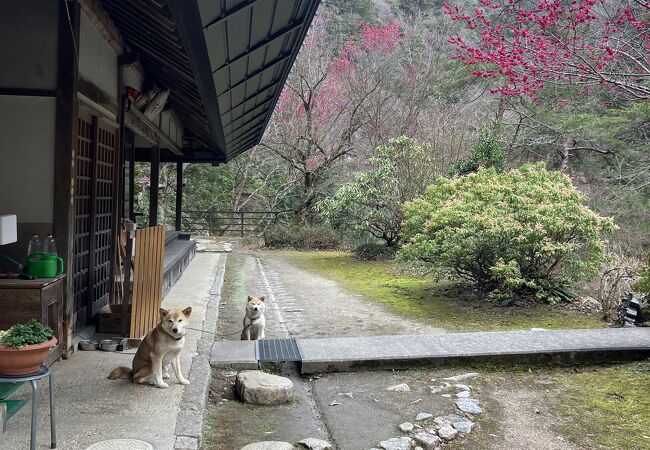 かわいい看板犬がいる温泉