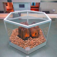 2000（平成12）年に出土した宇豆柱（うづばしら）