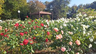 伊奈町制施行記念公園