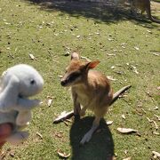 カヴァシャム ワイルドライフ パーク