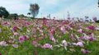 県立北総花の丘公園