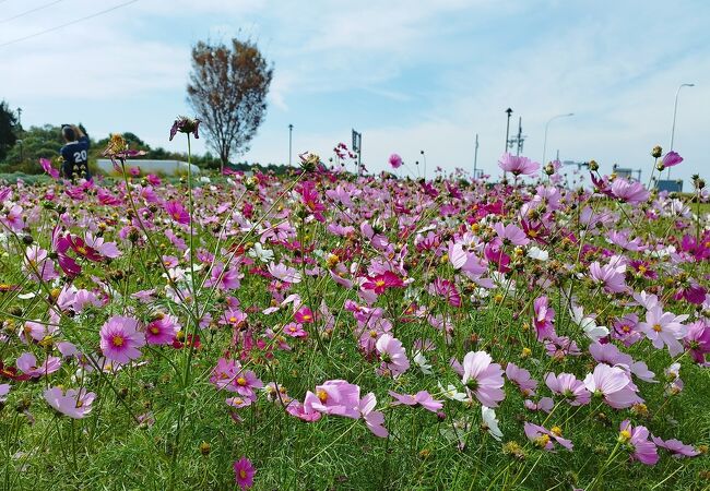 県立北総花の丘公園