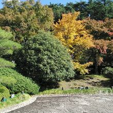 鮮やかな木々