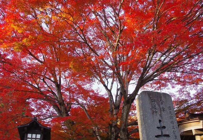 万物の理を究められた会津藩主を祭るこどもと出世の神様、土津神社の紅葉