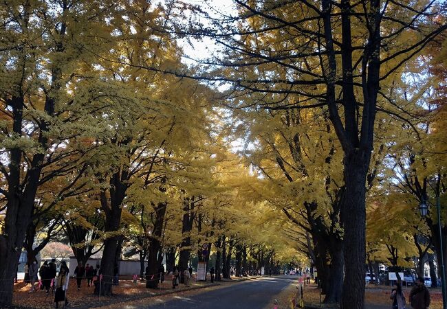 北海道大学 北大祭